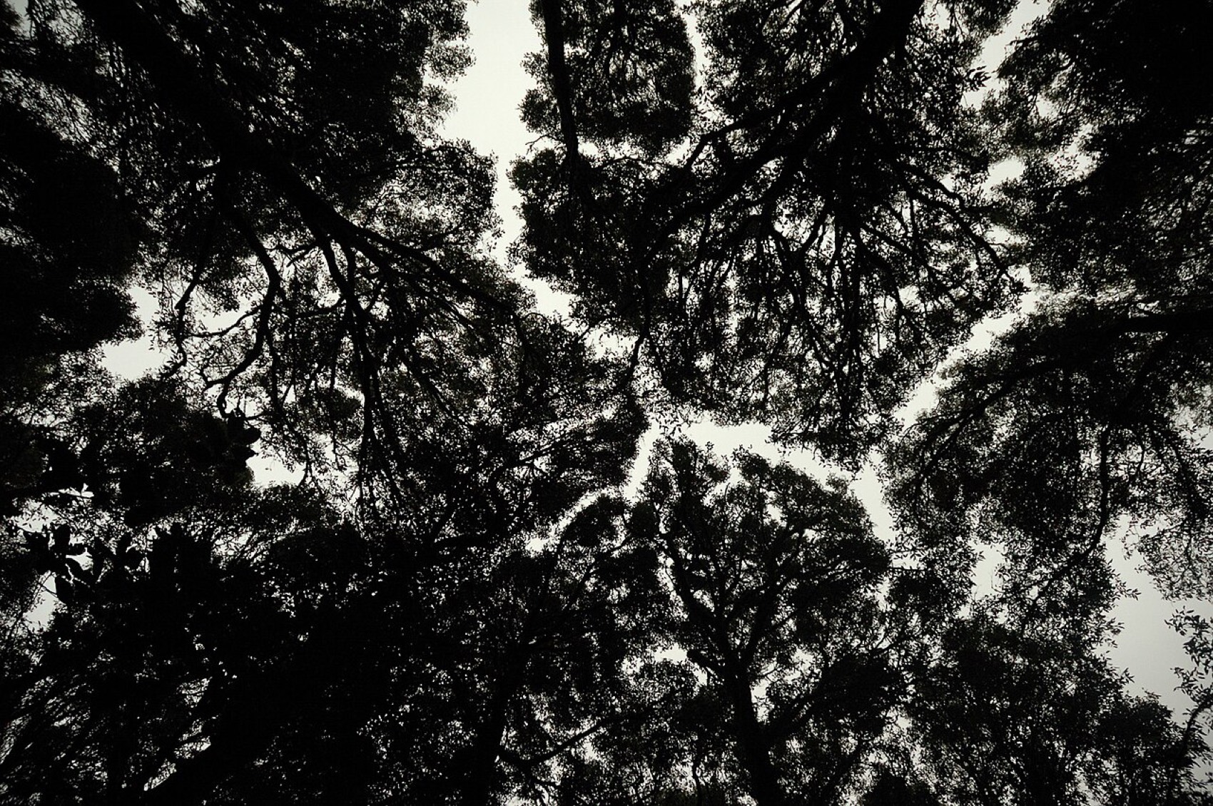 Silhouetted rainforest canopy