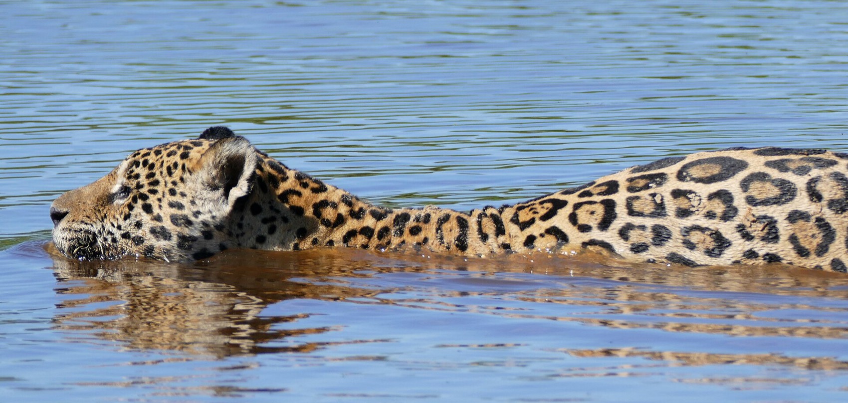 A jaguar swimming across a river